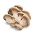 Oyster Mushroom 500 gr